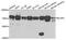 MLX Interacting Protein Like antibody, A7630, ABclonal Technology, Western Blot image 