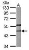 Paraoxonase 2 antibody, GTX104061, GeneTex, Western Blot image 