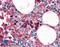 Hemoglobin Subunit Alpha 2 antibody, LS-B4914, Lifespan Biosciences, Immunohistochemistry frozen image 