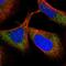 Tetratricopeptide Repeat Domain 38 antibody, PA5-56108, Invitrogen Antibodies, Immunofluorescence image 