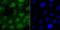 Exportin 1 antibody, NBP2-75448, Novus Biologicals, Immunofluorescence image 