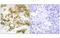 T-Box 15 antibody, MBS5302081, MyBioSource, Immunohistochemistry frozen image 