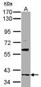 Growth Arrest Specific 2 Like 1 antibody, LS-C185772, Lifespan Biosciences, Western Blot image 