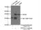 Retinal degeneration B homolog beta antibody, 15715-1-AP, Proteintech Group, Immunoprecipitation image 