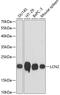 Lipocalin 2 antibody, GTX64364, GeneTex, Western Blot image 