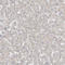 Bsac antibody, HPA030782, Atlas Antibodies, Immunohistochemistry frozen image 