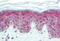 DNA Methyltransferase 1 antibody, MBS245208, MyBioSource, Immunohistochemistry frozen image 