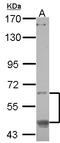 CAMP Responsive Element Binding Protein 3 Like 1 antibody, LS-C155601, Lifespan Biosciences, Western Blot image 