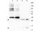 Growth Differentiation Factor 15 antibody, NBP1-42719, Novus Biologicals, Western Blot image 