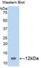 S100 Calcium Binding Protein B antibody, LS-C305533, Lifespan Biosciences, Western Blot image 