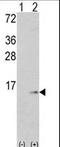 Calcyclin antibody, LS-C100526, Lifespan Biosciences, Western Blot image 