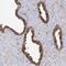 Isopentenyl-Diphosphate Delta Isomerase 1 antibody, NBP1-85862, Novus Biologicals, Immunohistochemistry frozen image 