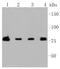 Phosphoinositide-3-Kinase Regulatory Subunit 2 antibody, NBP2-67504, Novus Biologicals, Western Blot image 