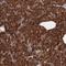 STX5 antibody, HPA001358, Atlas Antibodies, Immunohistochemistry frozen image 