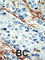 ARK5 antibody, abx033848, Abbexa, Western Blot image 