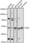 Protein Z, Vitamin K Dependent Plasma Glycoprotein antibody, 16-420, ProSci, Western Blot image 