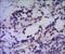 Heat shock protein 70 antibody, LS-C171487, Lifespan Biosciences, Immunohistochemistry frozen image 