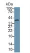 Annexin A3 antibody, LS-C292851, Lifespan Biosciences, Western Blot image 