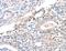 hA6RP antibody, LS-C404630, Lifespan Biosciences, Immunohistochemistry frozen image 