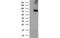 Peptidylprolyl Isomerase Domain And WD Repeat Containing 1 antibody, MBS832254, MyBioSource, Western Blot image 