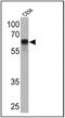 CD5 Molecule antibody, MA5-13308, Invitrogen Antibodies, Western Blot image 