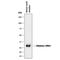 Chymase 1 antibody, MAB4099, R&D Systems, Western Blot image 