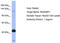 Ras Protein Specific Guanine Nucleotide Releasing Factor 1 antibody, TA342190, Origene, Western Blot image 