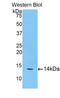 Cathepsin D antibody, LS-C293255, Lifespan Biosciences, Western Blot image 