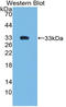 SMAD Family Member 6 antibody, LS-C314903, Lifespan Biosciences, Western Blot image 