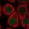Ring Finger And WD Repeat Domain 3 antibody, NBP2-57566, Novus Biologicals, Immunocytochemistry image 