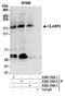 Cytoplasmic Linker Associated Protein 2 antibody, A302-155A, Bethyl Labs, Immunoprecipitation image 