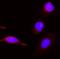 PDZ Binding Kinase antibody, PB9310, Boster Biological Technology, Immunofluorescence image 