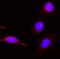 PBK/TOPK antibody, PB9310, Boster Biological Technology, Immunofluorescence image 