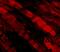 Emerin antibody, A00714-1, Boster Biological Technology, Immunofluorescence image 