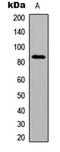 Smoothened, Frizzled Class Receptor antibody, LS-B13597, Lifespan Biosciences, Western Blot image 