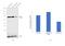 Hydroxyacyl-CoA Dehydrogenase Trifunctional Multienzyme Complex Subunit Alpha antibody, PA5-27348, Invitrogen Antibodies, Western Blot image 