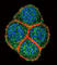 Hepatocyte Nuclear Factor 4 Alpha antibody, abx031703, Abbexa, Western Blot image 
