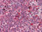 FGR Proto-Oncogene, Src Family Tyrosine Kinase antibody, 51-374, ProSci, Immunohistochemistry frozen image 