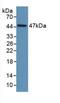 Serpin Family E Member 1 antibody, abx132062, Abbexa, Western Blot image 