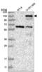 Palladin, Cytoskeletal Associated Protein antibody, NBP2-58731, Novus Biologicals, Western Blot image 