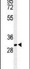 Brain Abundant Membrane Attached Signal Protein 1 antibody, PA5-26969, Invitrogen Antibodies, Western Blot image 