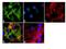 Eukaryotic Translation Initiation Factor 4E antibody, GTX24774, GeneTex, Immunofluorescence image 