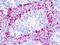 Cholinergic Receptor Muscarinic 4 antibody, orb178767, Biorbyt, Immunohistochemistry paraffin image 