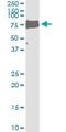 Lipase G, Endothelial Type antibody, H00009388-M01, Novus Biologicals, Immunoprecipitation image 