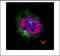 Centromere Protein F antibody, 3320, QED Bioscience, Immunofluorescence image 