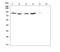 Delta-1-pyrroline-5-carboxylate synthase antibody, A06119-2, Boster Biological Technology, Western Blot image 