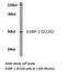 G3BP Stress Granule Assembly Factor 1 antibody, LS-C176028, Lifespan Biosciences, Western Blot image 