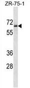 Transmembrane Protein 117 antibody, AP54273PU-N, Origene, Western Blot image 