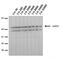 lamin A antibody, MA5-18063, Invitrogen Antibodies, Western Blot image 