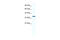 Aryl Hydrocarbon Receptor Interacting Protein antibody, 28-734, ProSci, Western Blot image 